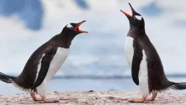 Two penguins facing each other with open beaks on a snowy landscape.